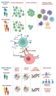 Why responses to immune checkpoint inhibitors are heterogeneous in head and neck cancers: Contributions from tumor-intrinsic and host-intrinsic factors